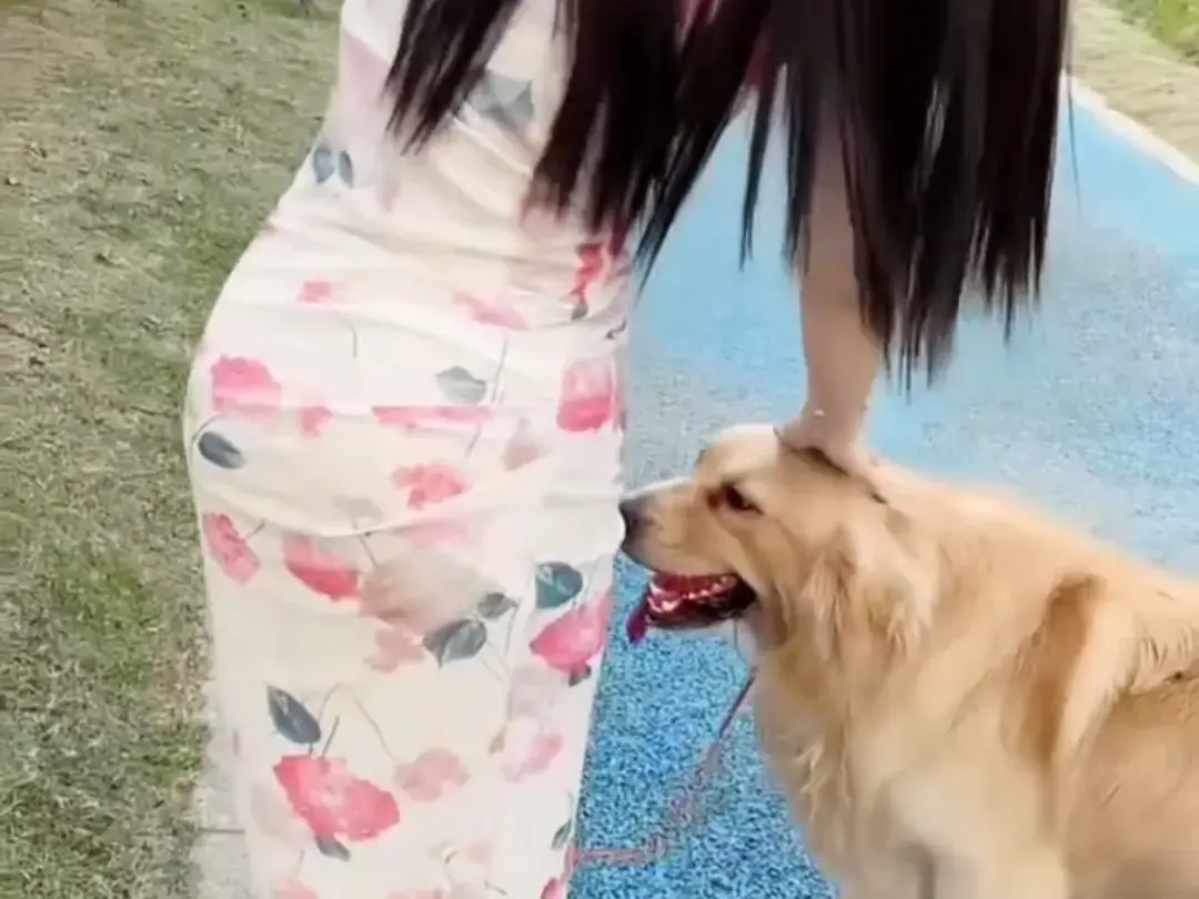 《抖音香香公主与爱犬金毛》科普视频完整版免费在线观看-抖音香香公主与爱犬直播回放资源网盘领取